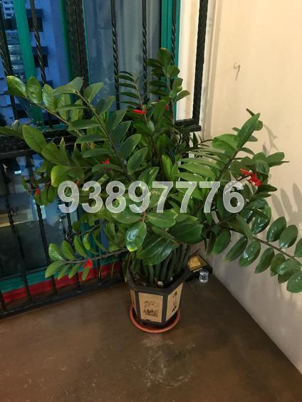Blk 353A Admiralty Drive (Sembawang), HDB 5 Rooms #151243802